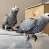 African Grey Breeding Pair