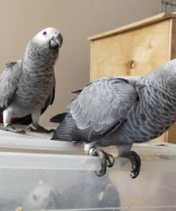 African Grey Breeding Pair