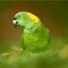 Amazon Yellow Naped Baby Parrots For Sale