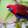 Crimson Rosella Baby Parrots For Sale