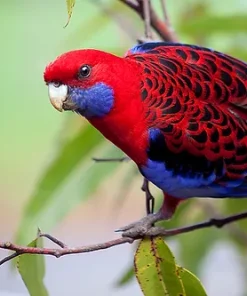 Crimson Rosella Baby Parrots For Sale