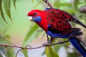 Crimson Rosella Baby Parrots For Sale