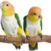 White Belly Caique Parrots For Sale