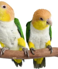 White Belly Caique Parrots For Sale
