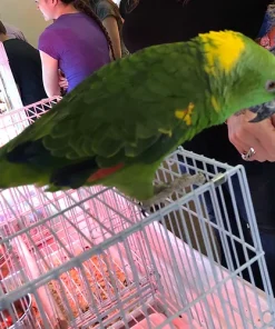 Amazon Yellow Naped Adult Parrots For Sale