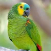 Amazon Blue Fronted Parrots For Sale