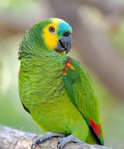 Amazon Blue Fronted Parrots For Sale
