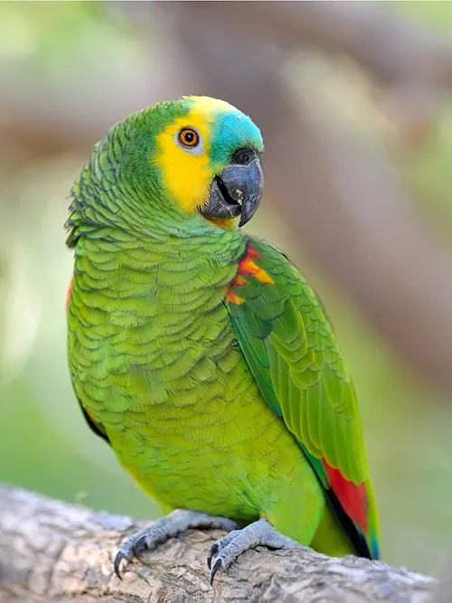 Amazon Blue Fronted Parrots For Sale Amazon Blue Fronted Parrots For Sale