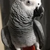 African Grey Congo Parrots For Sale