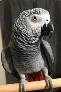 African Grey Congo Parrots For Sale