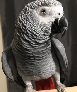 African Grey Congo Parrots For Sale
