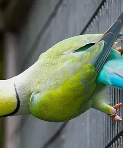 Indian Ringneck Cinnamon Parrots For Sale