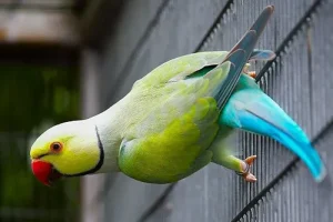 Indian Ringneck Cinnamon Parrots For Sale