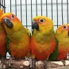 Sun Conure Baby Parrots For Sale