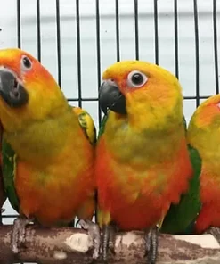 Sun Conure Baby Parrots For Sale