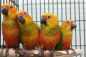 Sun Conure Baby Parrots For Sale
