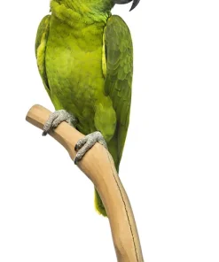 Amazon Yellow Naped Baby Parrots For Sale