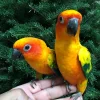 Sun Conure BREEDING PAIR For Sale