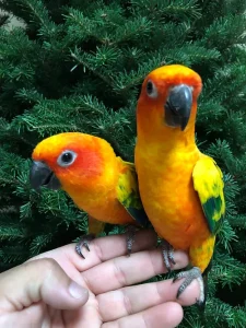 Sun Conure BREEDING PAIR For Sale