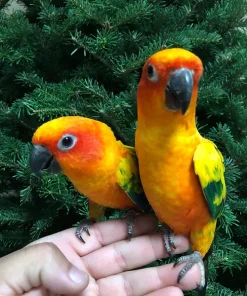 Sun Conure BREEDING PAIR For Sale