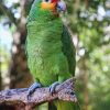 Red Lored Amazon Parrots For Sale