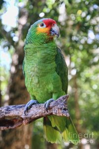 Red Lored Amazon Parrots For Sale