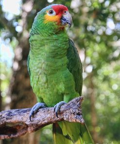 Red Lored Amazon Parrots For Sale
