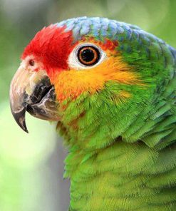 Red Lored Amazon Parrots For Sale