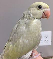 Indian Ringneck Cinnamon For Sale Indian Ringneck Cinnamon For Sale