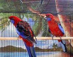 Crimson Rosella Baby Parrots For Sale