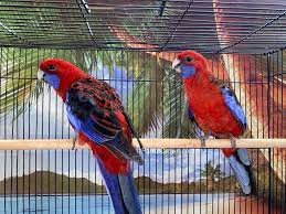 Crimson Rosella Baby Parrots For Sale Crimson Rosella Baby Parrots For Sale