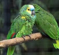Amazon Blue Fronted Parrots For Sale