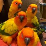 Sunday Conure Baby For Sale Sunday Conure Baby For Sale