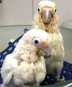 Baby Citron-crested cockatoo For Sale