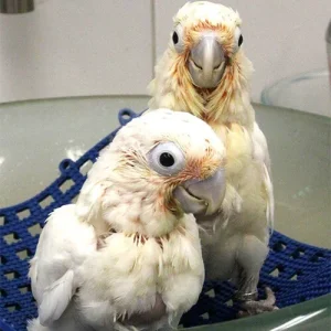 Baby Citron-crested cockatoo For Sale