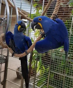 Hyacinth macaw parrots For Sale