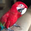 Green-winged macaw For Sale