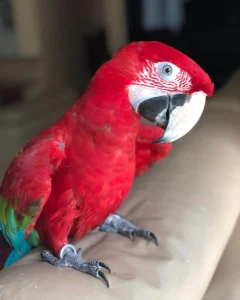 Green-winged macaw For Sale