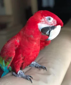 Green-winged macaw For Sale