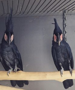 Black Palm CockatoosBlack Palm Cockatoos For Sale