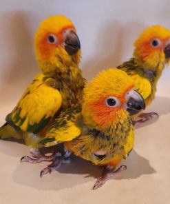 Baby Sun Conure Parrots For Sale