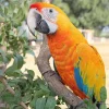 Baby Maui Sunrise Macaw Hybrid For Sale