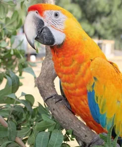 Baby Maui Sunrise Macaw Hybrid For Sale