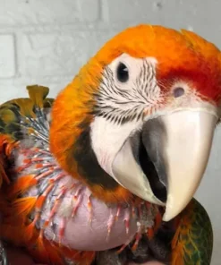 Baby Tropicana macaw hybrid parrot For Sale