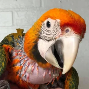Baby Tropicana macaw hybrid parrot For Sale