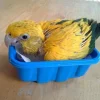 Baby Golden Conure For Sale