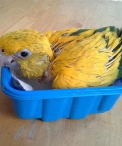 Baby Golden Conure For Sale