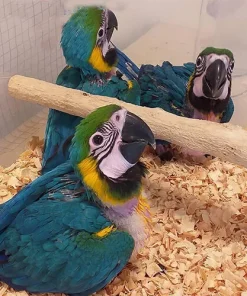 Baby Blue and Gold Macaw Parrots For Sale