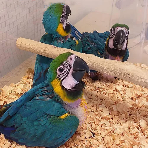 Baby Blue and Gold Macaw Parrots For Sale Baby Blue and Gold Macaw Parrots For Sale