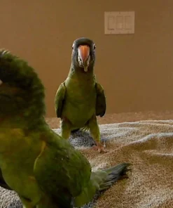 Blue Crown Conure Parrots For Sale